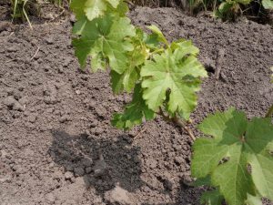 sadzhanecz-v-grunti-johaniter