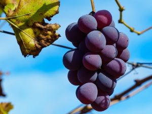 виноград юпітер