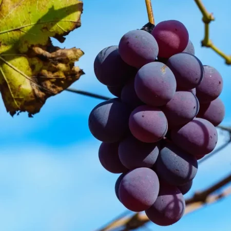 виноград юпітер