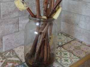 пророщування на воді