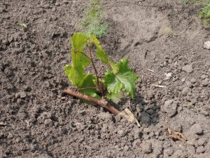 Саджанець винограду в грунті