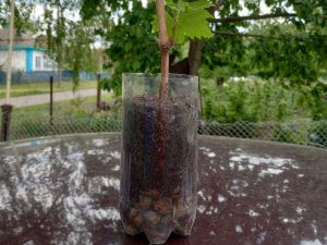 ємність з живцем фото