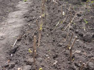 Живці в грунті