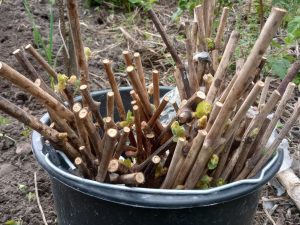 Живці замочені в воді